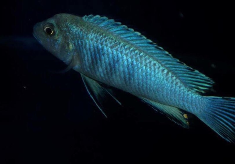 Chindongo heteropictus 'Chizumulu Island'